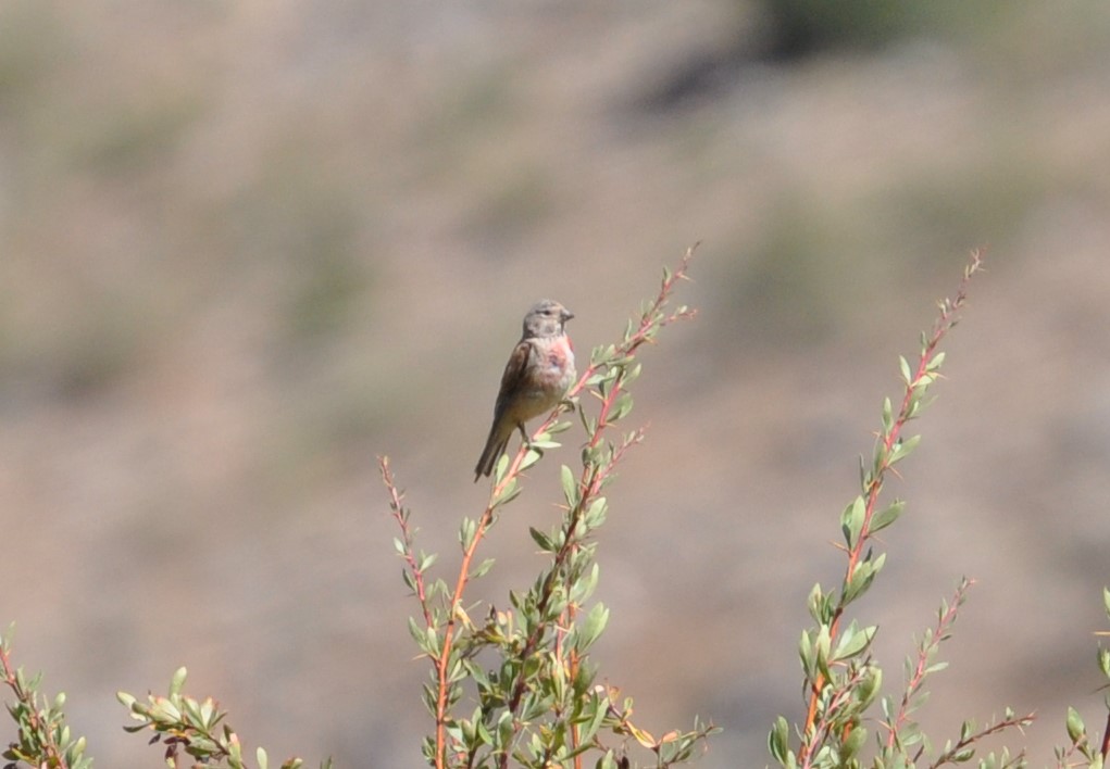 Common Linnet
