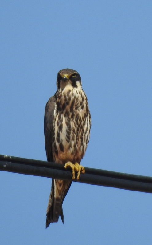 Eurasian Hobby