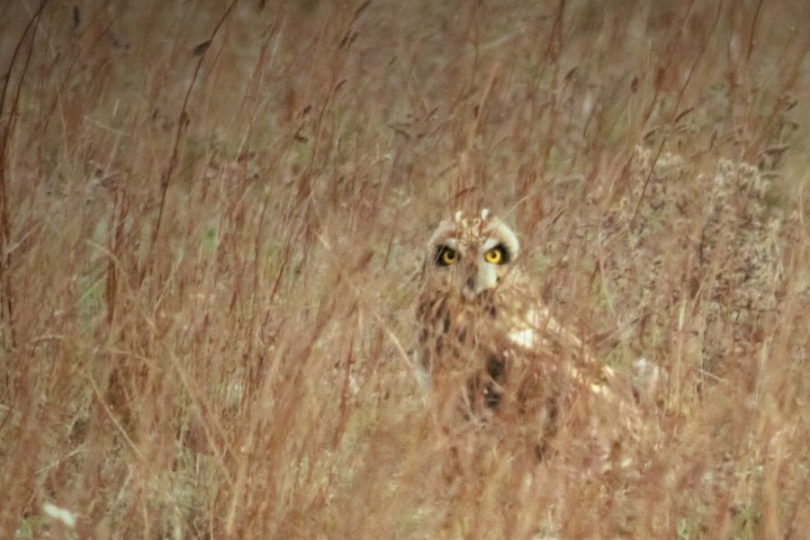 Short-eared Owl