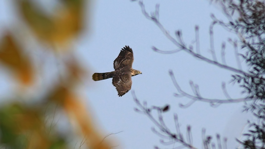 Northern Goshawk