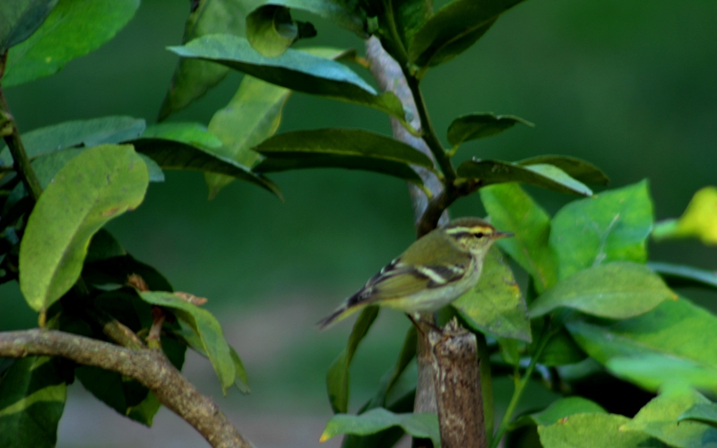 Yellow-browed Warbler