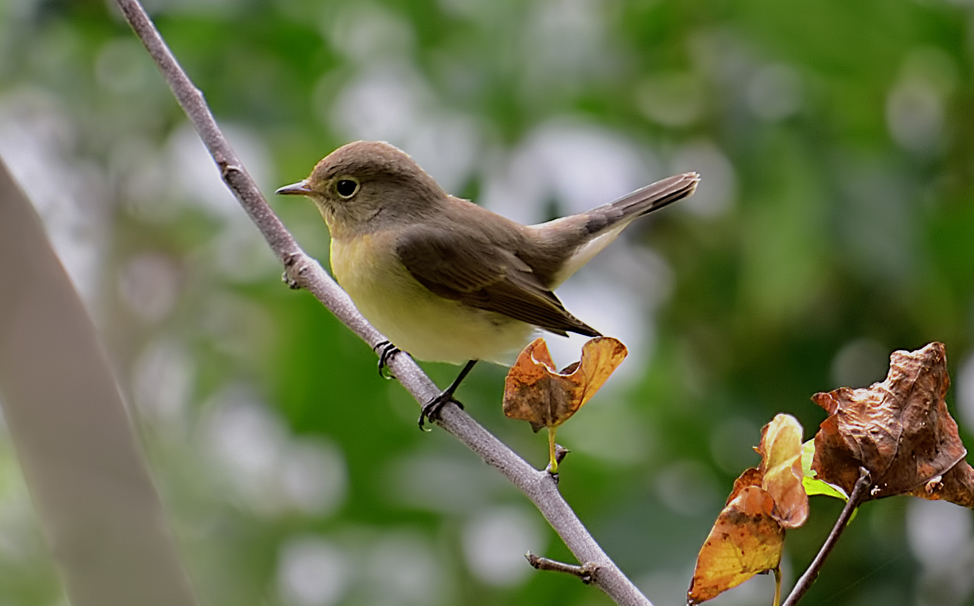 Red-breasted Flycatcher