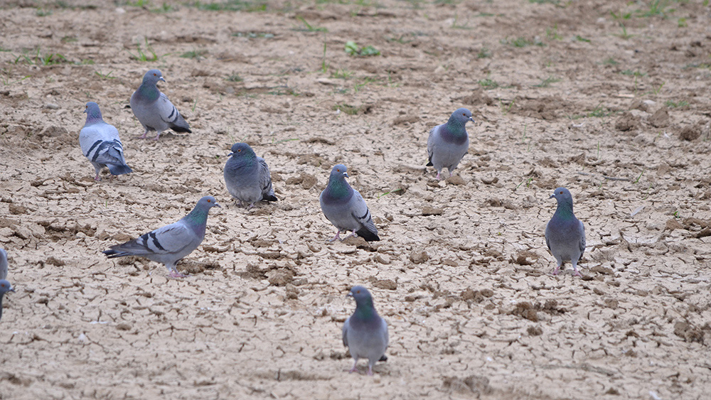 Rock Dove
