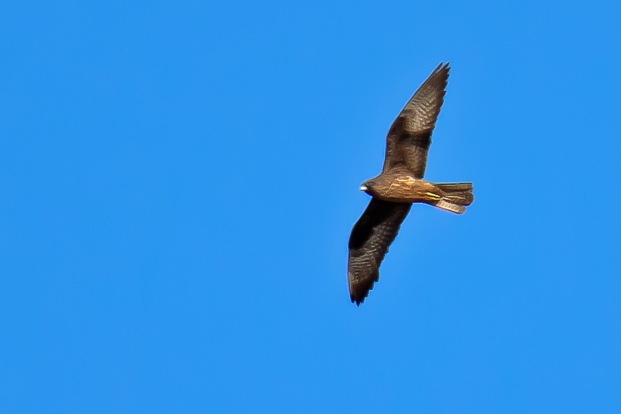 Eleonora`s Falcon