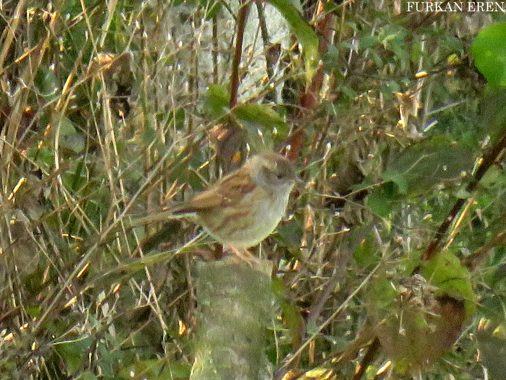 Dunnock