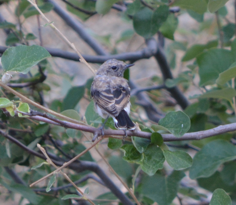 Karakulaklı Kuyrukkakan