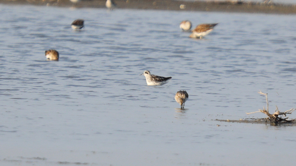 Red-necked Phalarope