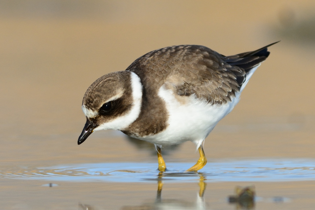 Common Ringed Plover