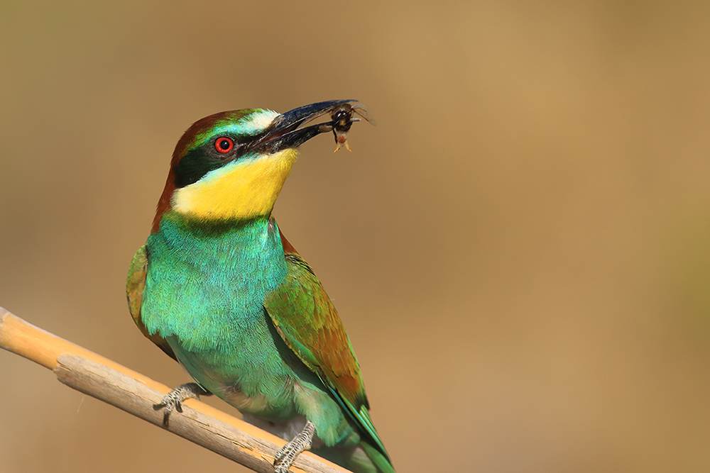 European Bee-eater
