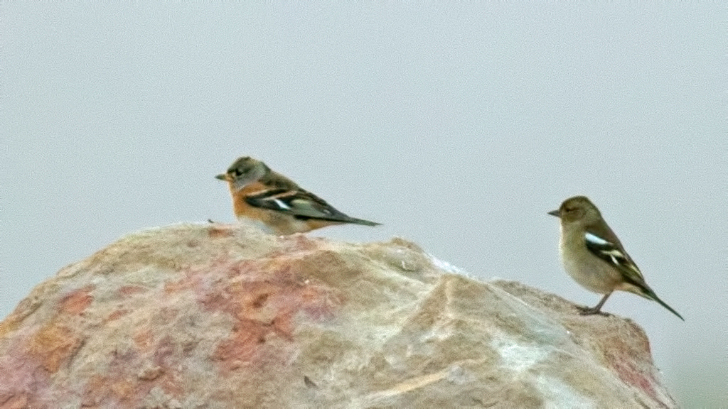 Brambling
