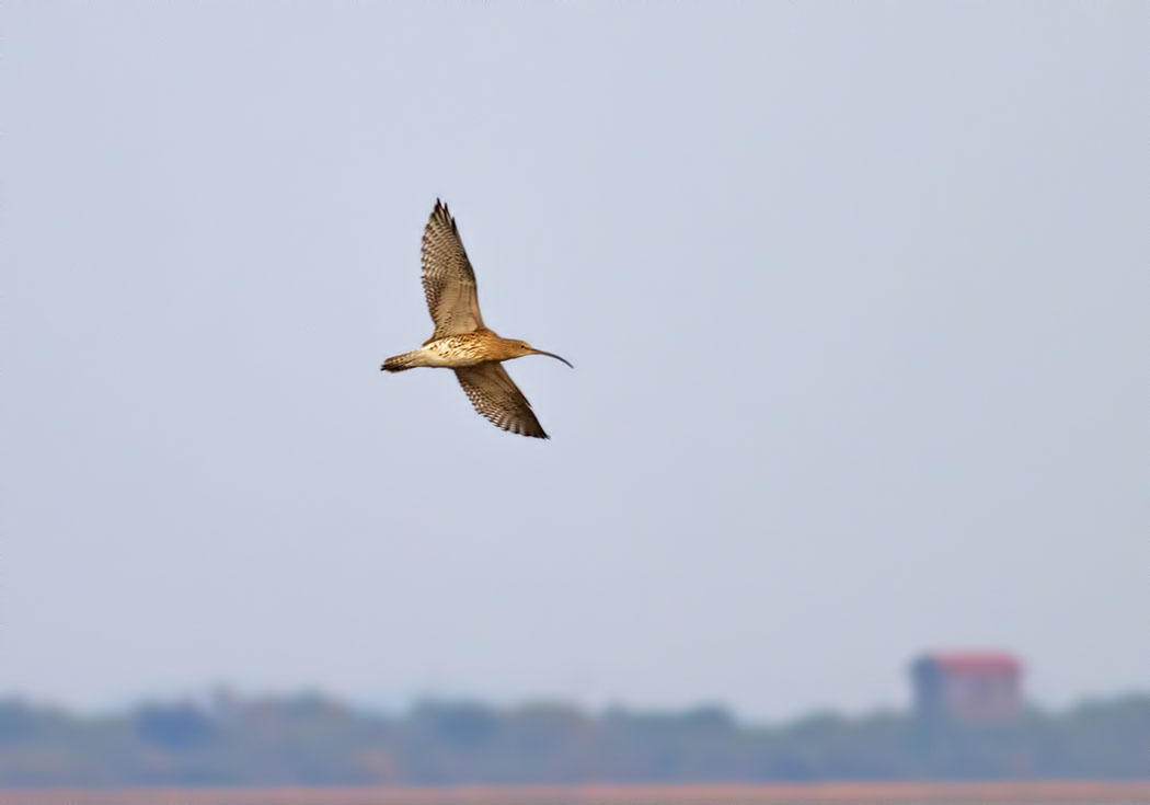Eurasian Curlew