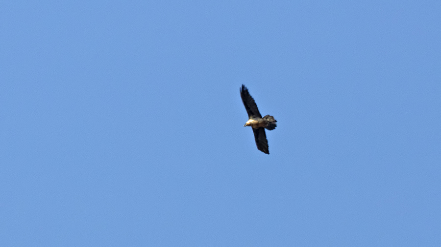 Bearded Vulture