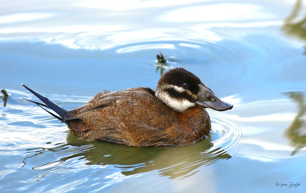 White-headed Duck
