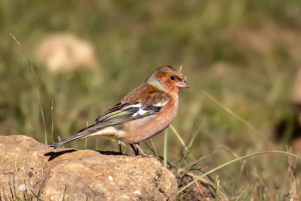Common Chaffinch