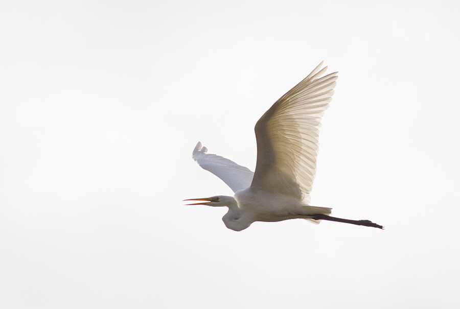 Great Egret