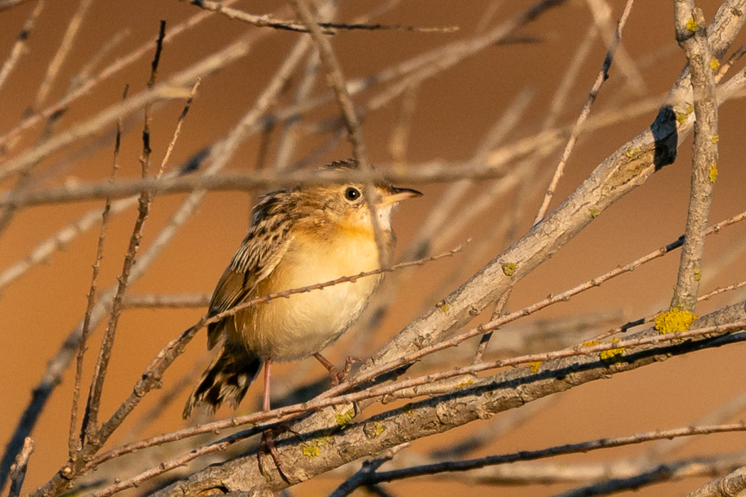 Zitting Cisticola