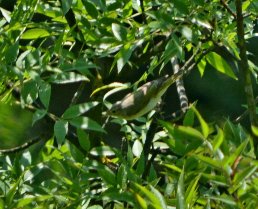 Eastern Bonelli`s Warbler