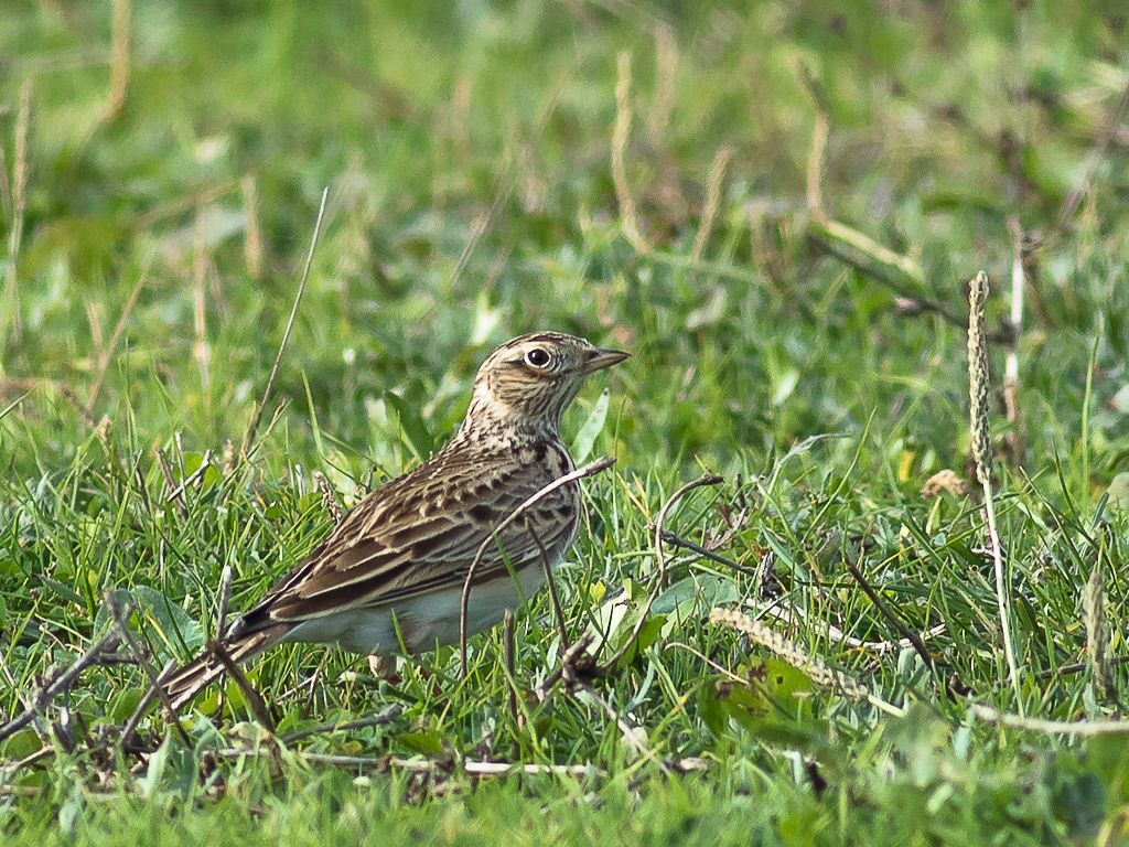 Eurasian Skylark