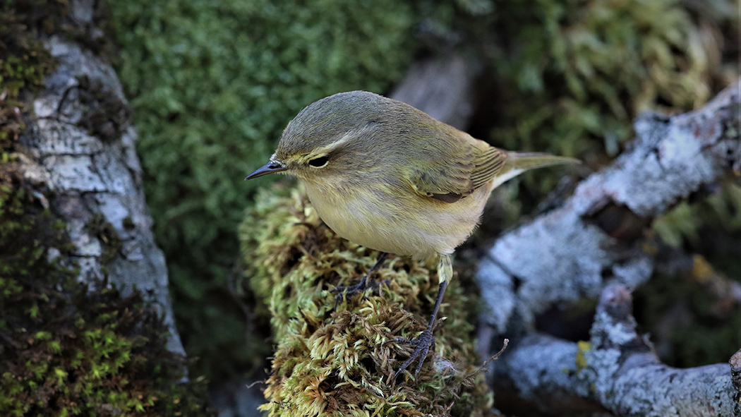 Common Chiffchaff