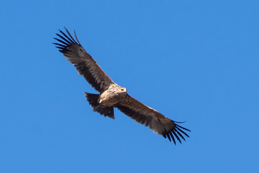 Eastern Imperial Eagle
