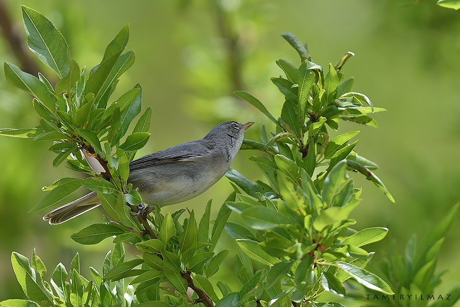 Olive-tree Warbler