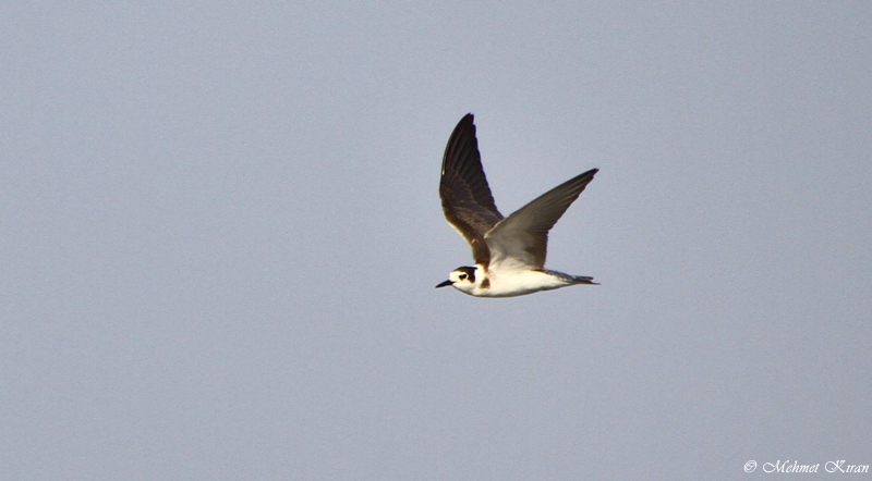 Kara Sumru