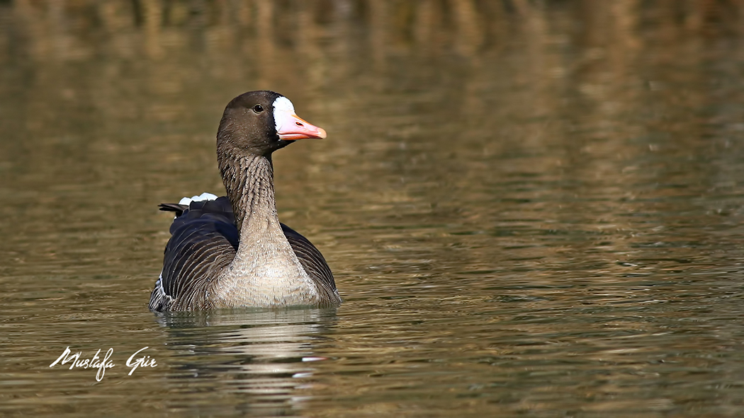 Greater White-fronted Goose
