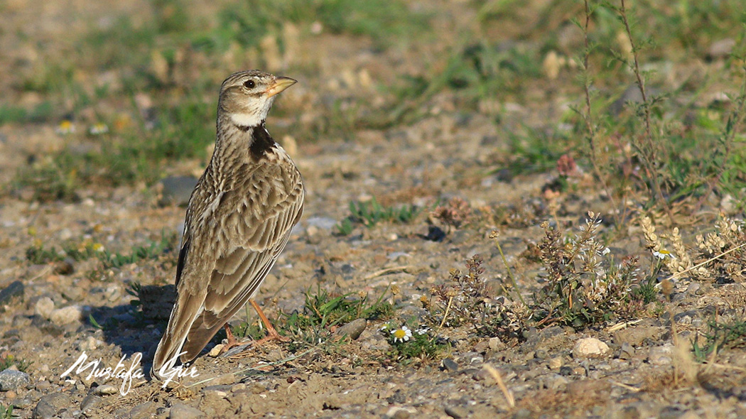 Boğmaklı Toygar