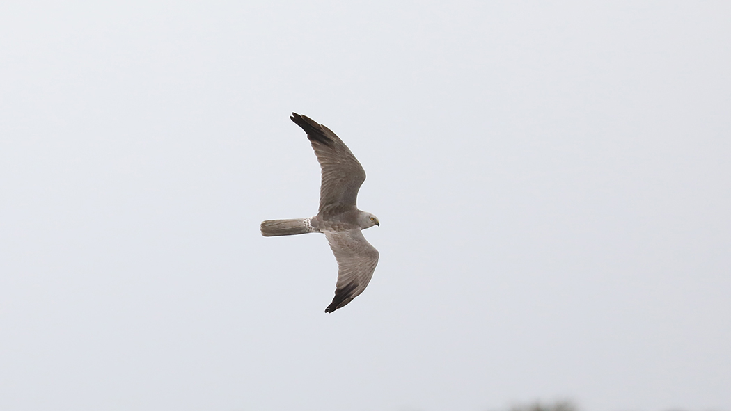 Pallid Harrier