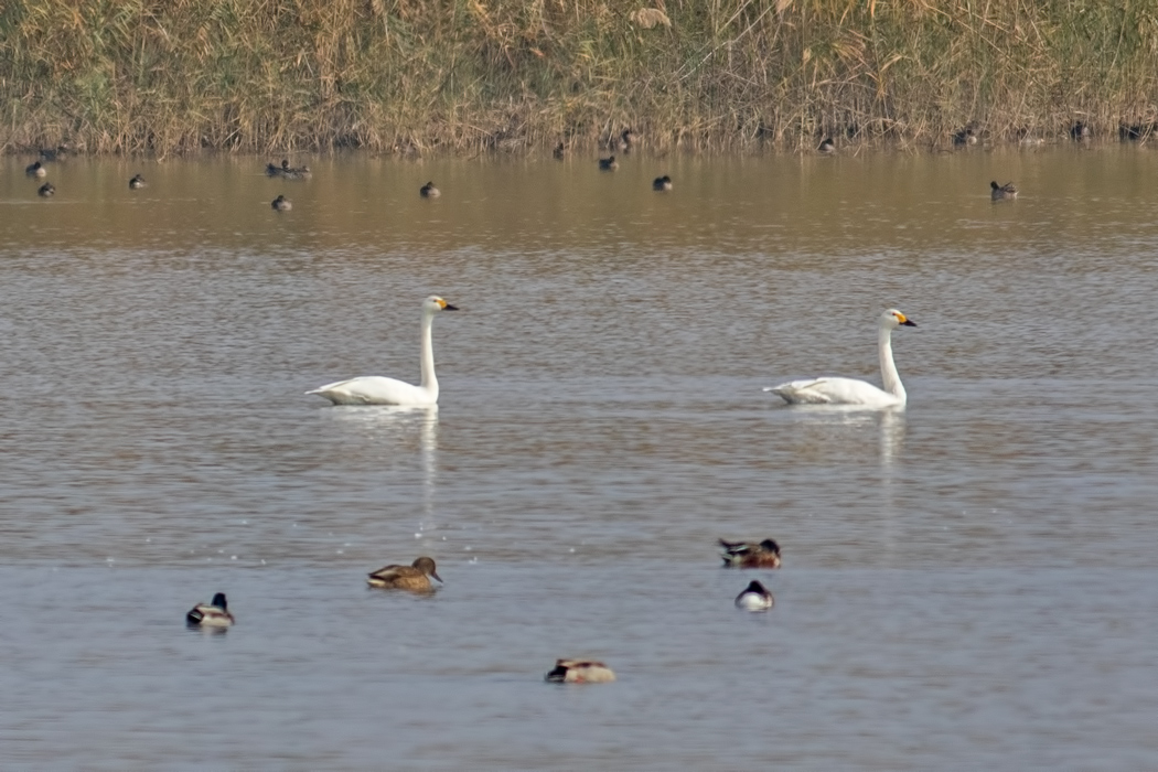 Tundra Swan