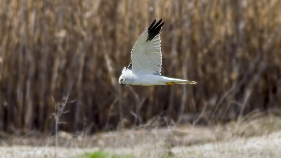 Pallid Harrier