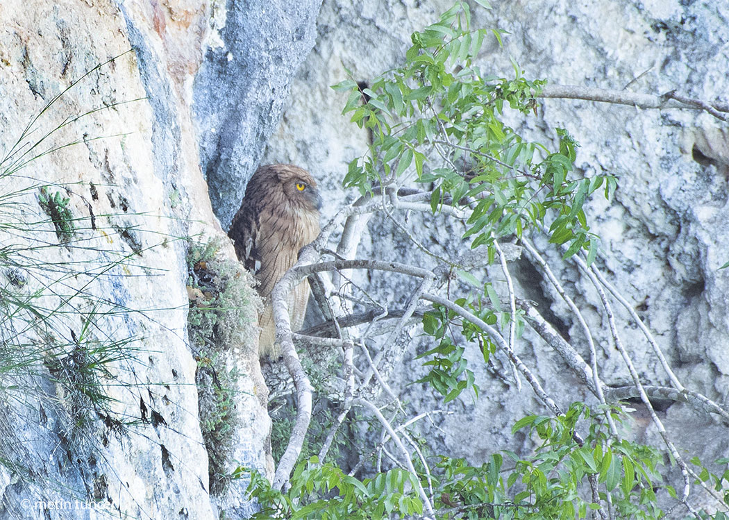 Balık Baykuşu