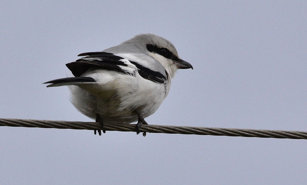 Great Grey Shrike