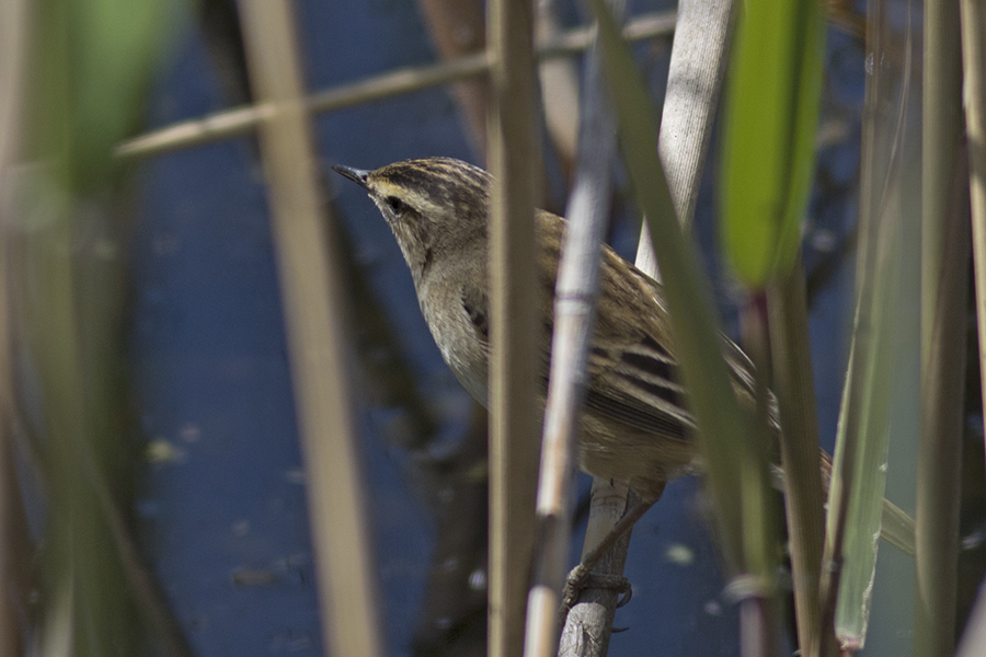 Sedge Warbler