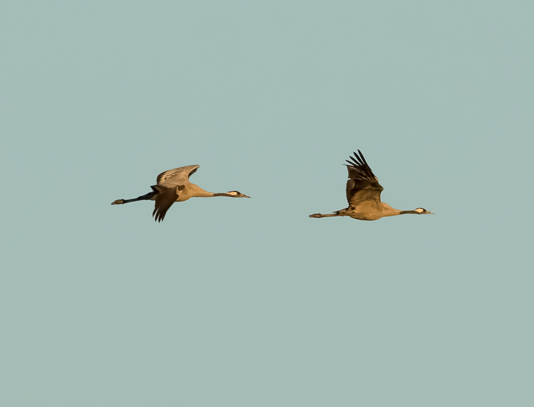 Common Crane
