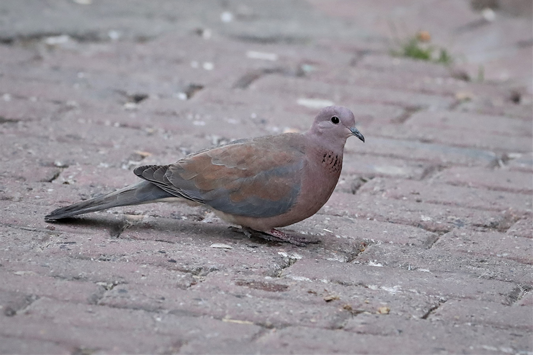 Laughing Dove
