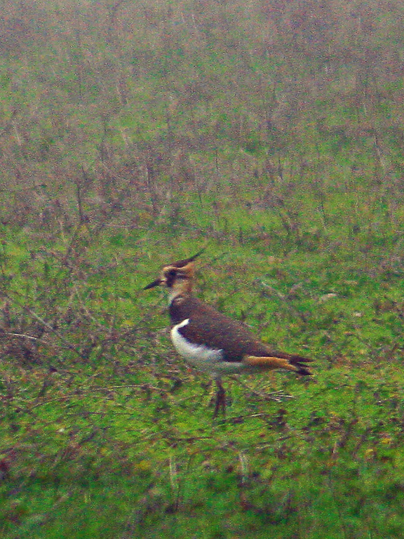Northern Lapwing