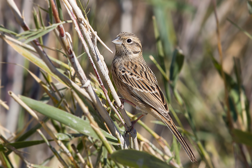 Rock Bunting