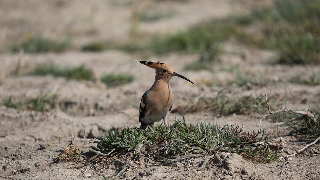 Eurasian Hoopoe