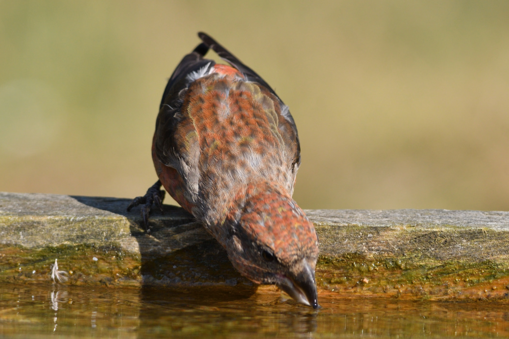 Red Crossbill