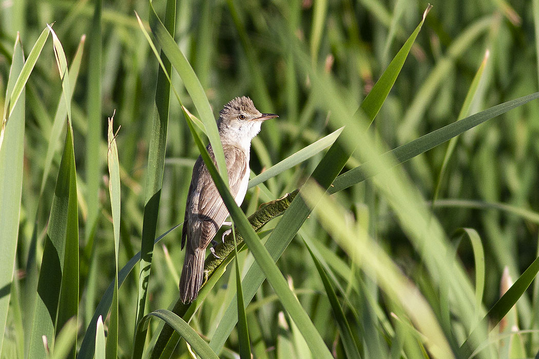 Great Reed Warbler