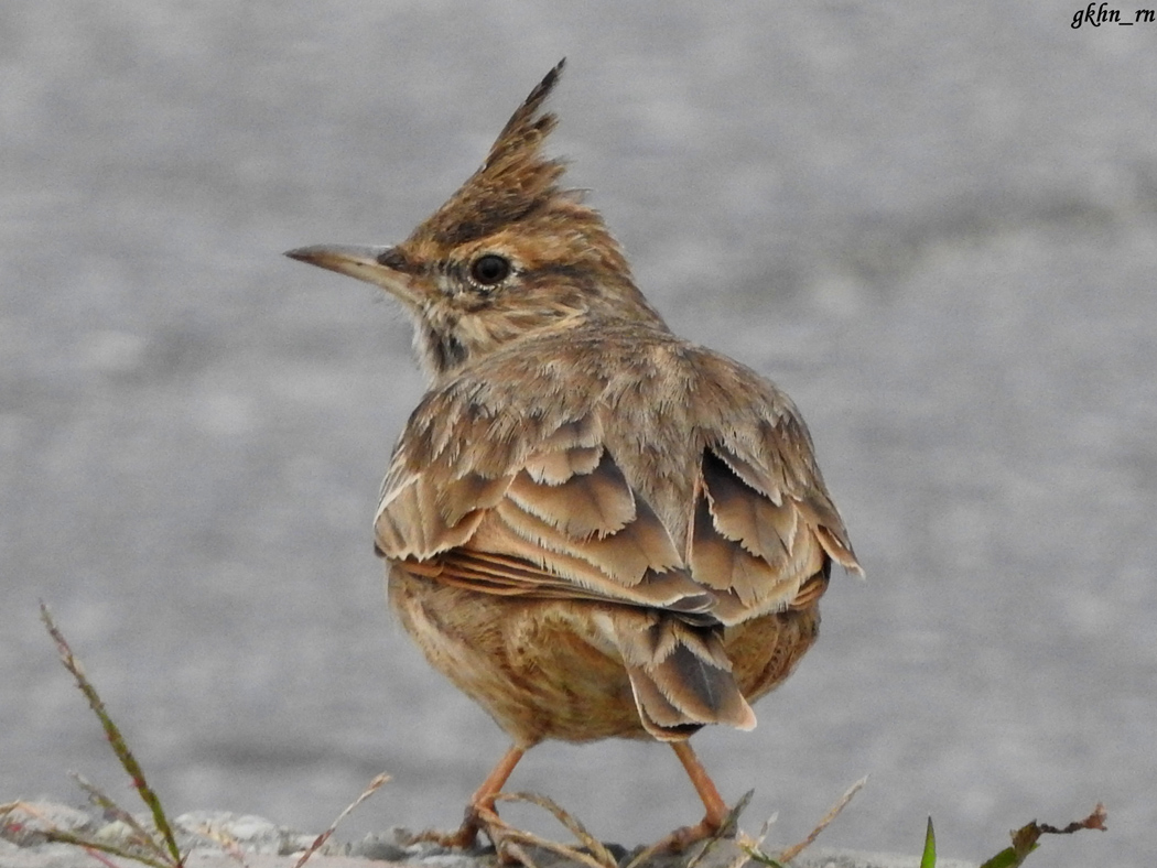 Crested Lark