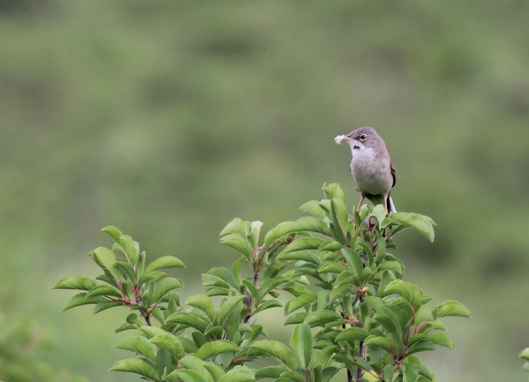 Common Whitethroat