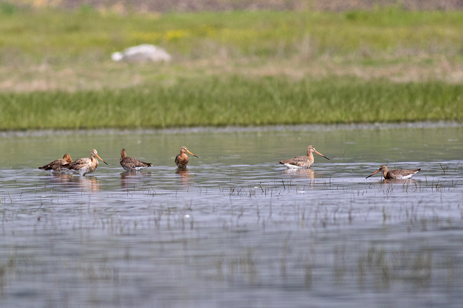 Black-tailed Godwit