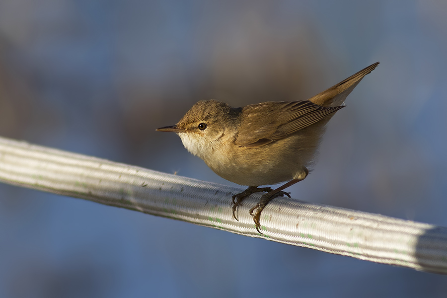 Common Reed Warbler