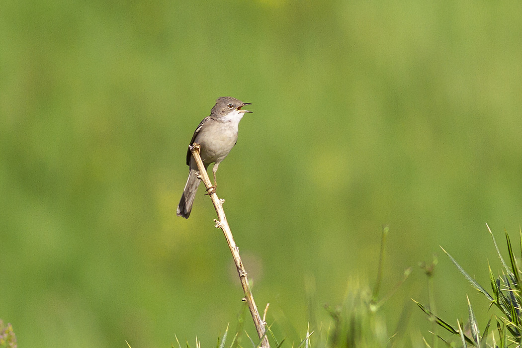 Upcher`s Warbler
