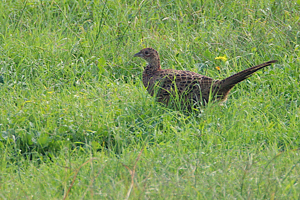 Common Pheasant