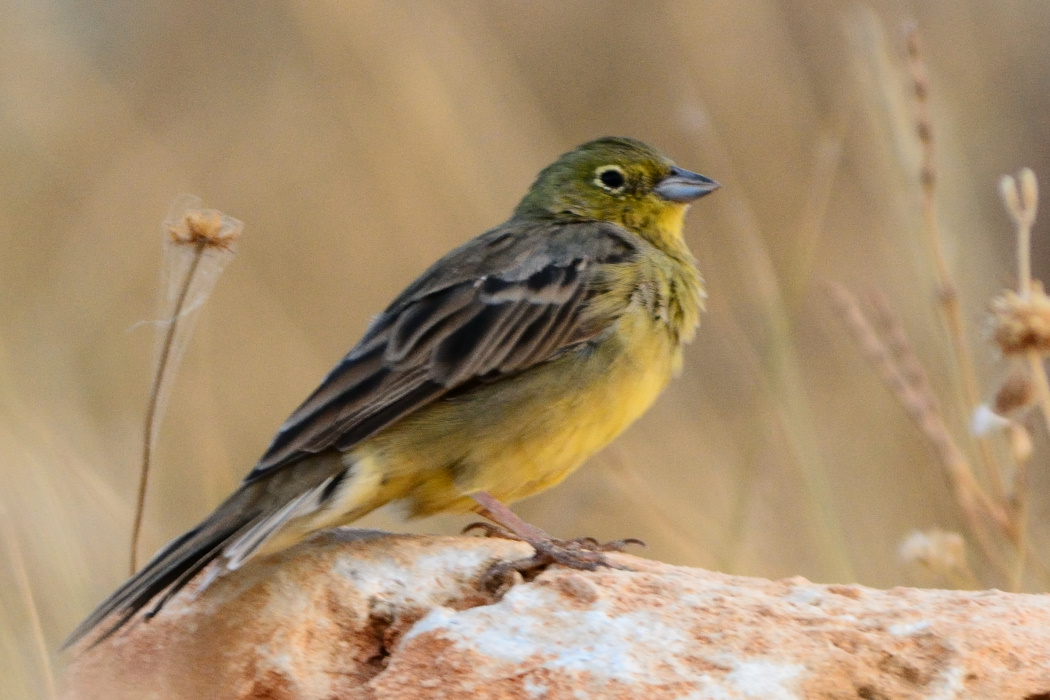 Cinereous Bunting