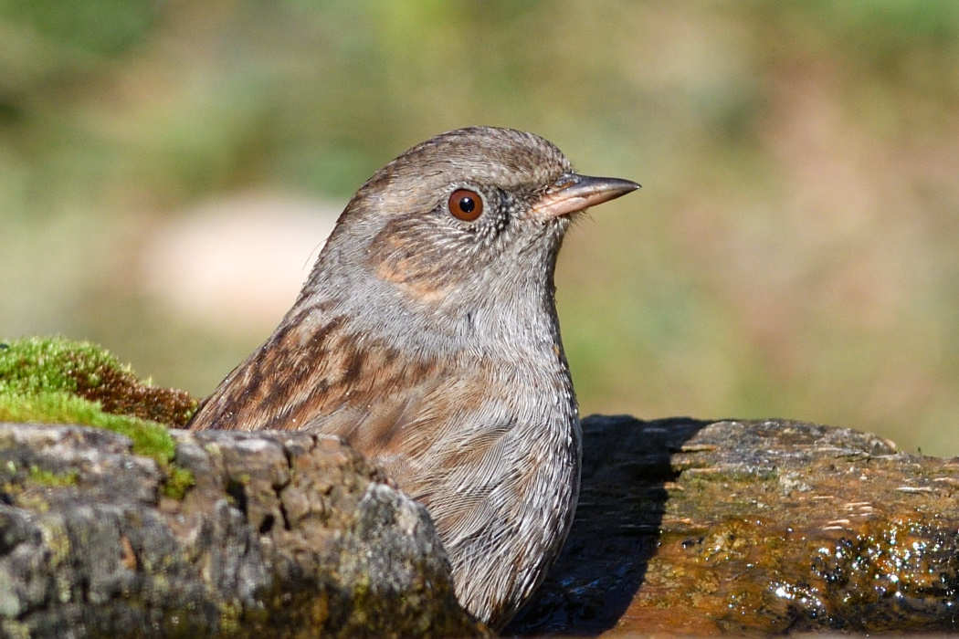Dunnock