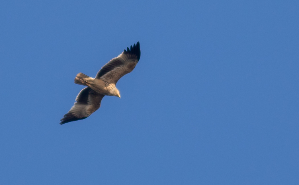 Eastern Imperial Eagle